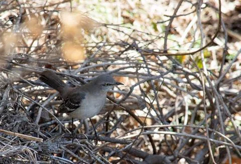 Northern mockingbird Stock Photos