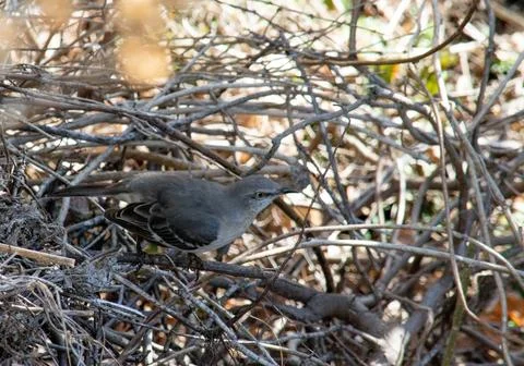 Northern mockingbird Stock Photos