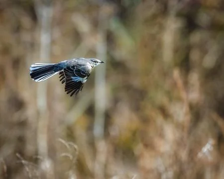 Northern Mockingbird Stock Photos