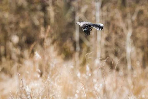 Northern Mockingbird Stock Photos