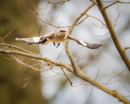 Northern Mockingbird Stock Photos