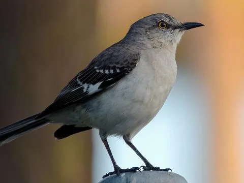 Northern Mockingbird in Profile Foto stock