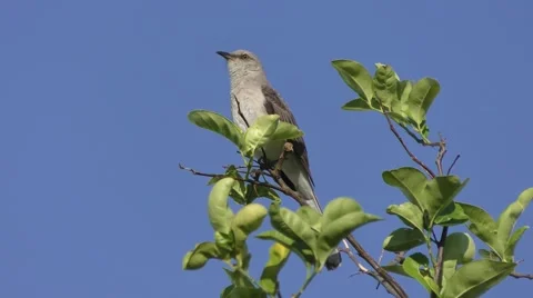 Northern Mockingbird singing Stock Footage 66250350