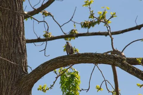 Northern mockingbird singing in springtime Foto stock