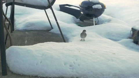Northern Mockingbird Snacking on Cracker Crumbs Stock Footage 149449001