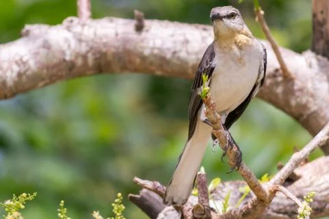 Northern Mockingbird in a tree Stock Photos