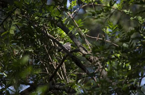 Northern Mockingbird in a Tree Stock Photos