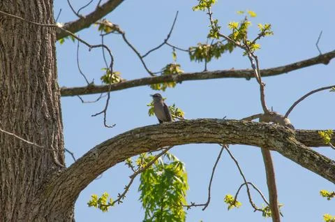 Northern mockingbird in a tree Stock Photos