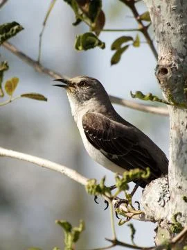 Northern Mockingbird on Tree Singing Stock Photos