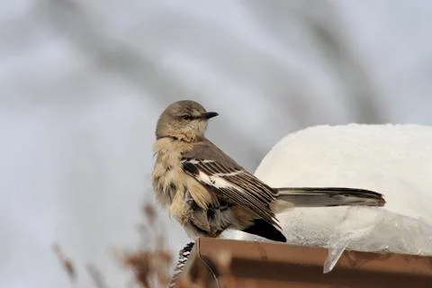 Northern mockingbird2 Stock Photos