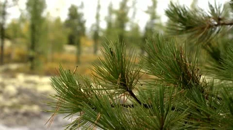 Northern nature Stock Footage 10870357