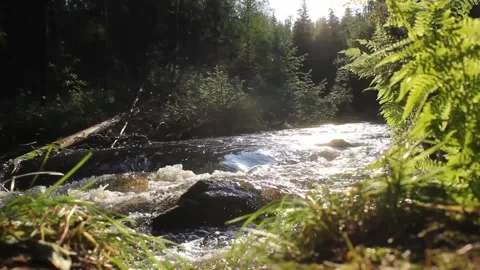 Northern nature. Stock Footage 164541623