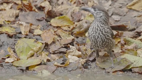 Northern nutcracker bird drink water in autumn forest, Nucifraga caryocatactes Stock Footage 289016724
