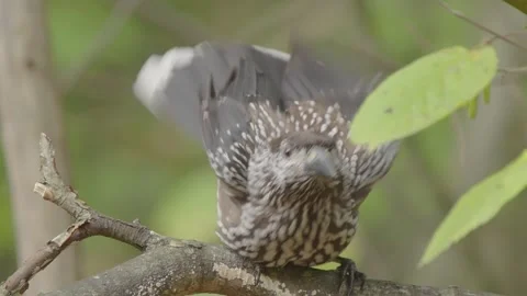 Northern or spotted nutcracker bird in autumn forest, Nucifraga caryocatactes Stock Footage 289016520