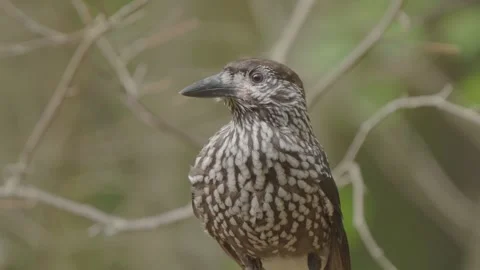 Northern or spotted nutcracker bird in autumn forest, Nucifraga caryocatactes Stock Footage 289016695