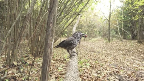 Northern or spotted nutcracker bird in autumn forest, Nucifraga caryocatactes Stock Footage 289315345