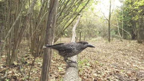 Northern or spotted nutcracker bird in autumn forest, Nucifraga caryocatactes Stock Footage 289315350