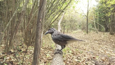 Northern or spotted nutcracker bird in autumn forest, Nucifraga caryocatactes Stock Footage 289315434