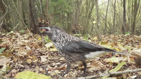 Northern or spotted nutcracker bird in autumn forest, Nucifraga caryocatactes Stock Footage 289315510