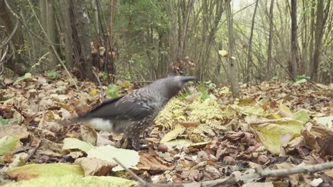 Northern or spotted nutcracker bird in autumn forest, Nucifraga caryocatactes Stock Footage 289315609