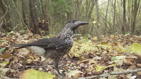 Northern or spotted nutcracker bird in autumn forest, Nucifraga caryocatactes Stock Footage 289315879