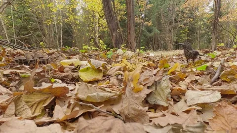 Northern or spotted nutcracker bird in autumn forest, Nucifraga caryocatactes Stock Footage 289398518