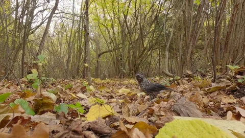 Northern or spotted nutcracker bird in autumn forest, Nucifraga caryocatactes Stock Footage 289398538
