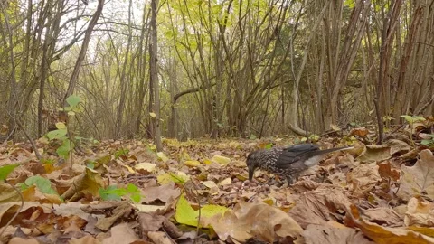 Northern or spotted nutcracker bird in autumn forest, Nucifraga caryocatactes Stock Footage 289398708