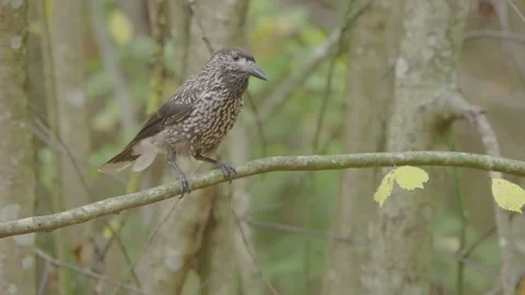 Northern or spotted nutcracker bird in autumn forest, Nucifraga caryocatactes Stock Footage 290014636