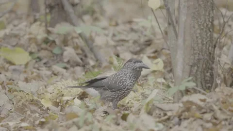 Northern or spotted nutcracker bird in autumn forest, Nucifraga caryocatactes Stock Footage 290014664