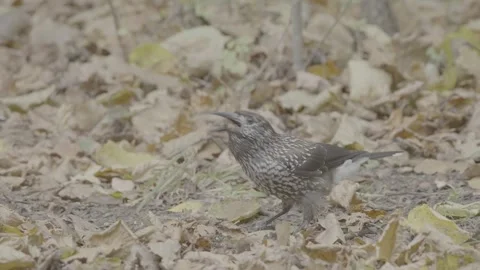 Northern or spotted nutcracker bird in autumn forest, Nucifraga caryocatactes Stock Footage 290014705