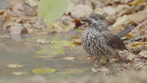 Northern or spotted nutcracker bird drink water the in autumn forest Stock Footage 290014715