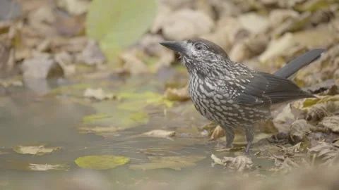 Northern or spotted nutcracker bird drink water the in autumn forest Stock Footage 290014857