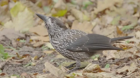 Northern or spotted nutcracker bird in autumn forest, Nucifraga caryocatactes Stock Footage 290080415