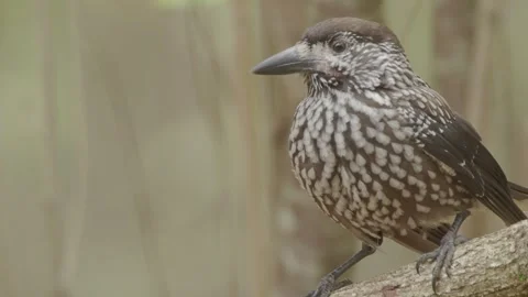 Northern or spotted nutcracker bird in autumn forest, Nucifraga caryocatactes Stock Footage 290080456