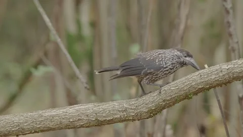 Northern or spotted nutcracker bird in autumn forest, Nucifraga caryocatactes Stock Footage 290080581