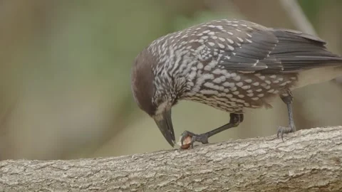 Northern or spotted nutcracker bird eating nut in the autumn forest Stock Footage 290080604