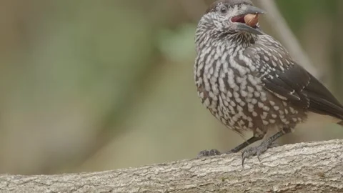 Northern or spotted nutcracker bird eating nut in the autumn forest Stock Footage 290080637