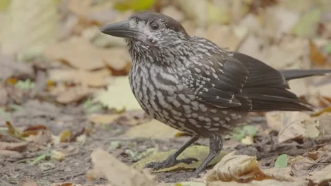 Northern or spotted nutcracker bird in autumn forest, Nucifraga caryocatactes Stock Footage 290080660