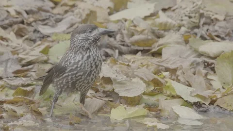 Northern or spotted nutcracker bird drink water the in autumn forest Stock Footage 290080693