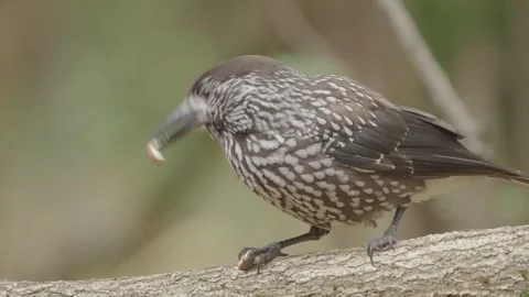 Northern or spotted nutcracker bird eating nut in the autumn forest Stock Footage 290080761