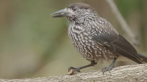 Northern or spotted nutcracker bird eating nut in the autumn forest Stock Footage 290080774