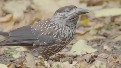 Northern or spotted nutcracker bird in autumn forest, Nucifraga caryocatactes Stock Footage 290121046
