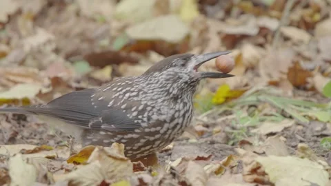 Northern or spotted nutcracker bird in autumn forest, Nucifraga caryocatactes Stock Footage 290121062
