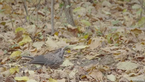 Northern or spotted nutcracker bird in autumn forest, Nucifraga caryocatactes Stock Footage 290121178