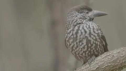 Northern or spotted nutcracker bird in autumn forest, Nucifraga caryocatactes Stock Footage 290121246