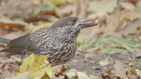 Northern or spotted nutcracker bird in autumn forest, Nucifraga caryocatactes Stock Footage 290121436
