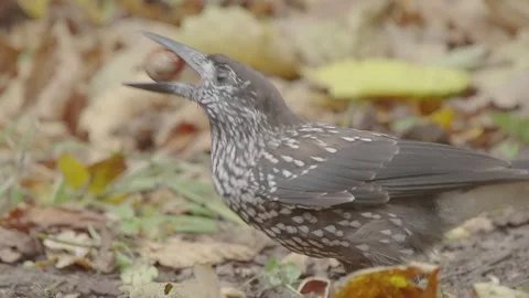 Northern or spotted nutcracker bird with a nut in the autumn forest Stock Footage 290180384