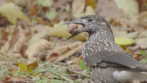 Northern or spotted nutcracker bird with a nut in the autumn forest Stock Footage 290180409