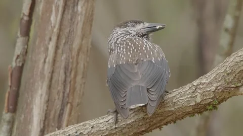 Northern or spotted nutcracker bird in autumn forest, Nucifraga caryocatactes Stock Footage 290180489